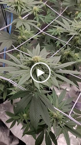 Customer video review of AC Infinity Cloudray S6 Grow Tent Clip Fan 6 Inch With 10 Speeds Ec-motor Auto Oscillation
