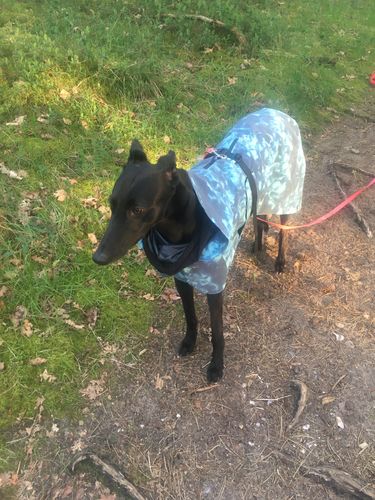 Customer photo review of Visibility Raincoat Lite Petrol dye for Dogs
