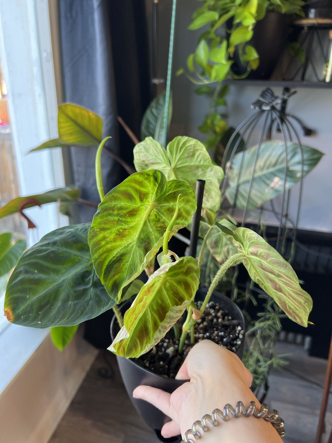 Customer photo review of 3" Philodendron verrucosum