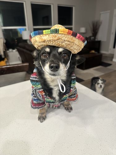 Customer photo review of Playa Poncho - Surprise Color