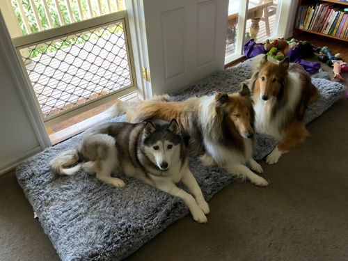 Customer photo review of PaWz  Multimat