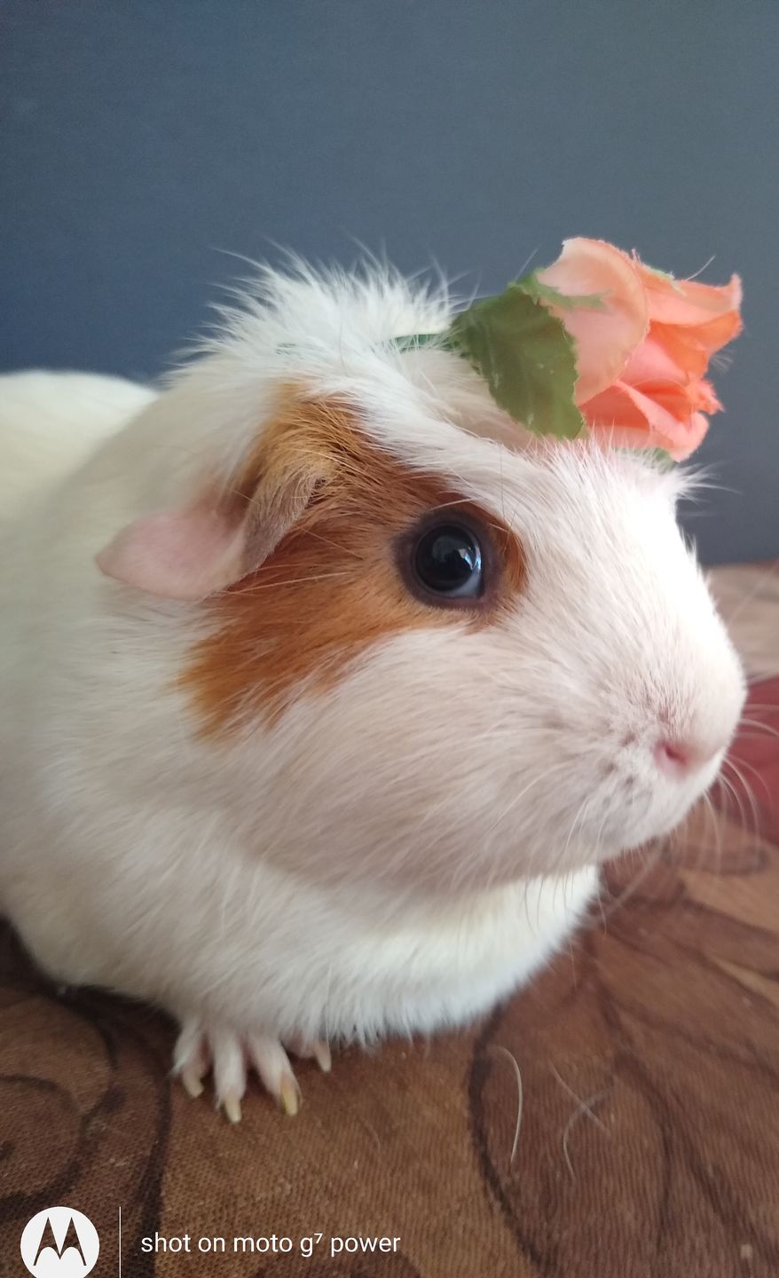 Customer photo review of Pea Flakes Treat Cup