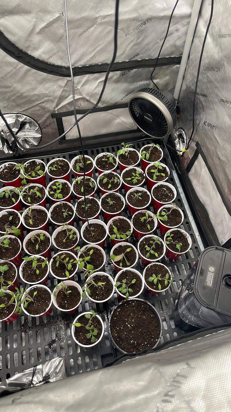 Customer photo review of Xtreme Gardening MYKOS Pure Mycorrhizal Inoculum