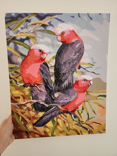 Customer photo review of Galahs