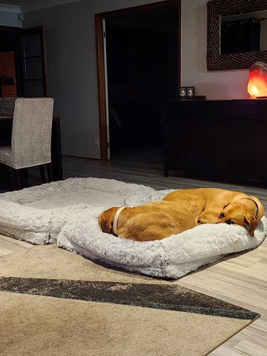 Customer photo review of PaWz Pet Orthopaedic  Bed