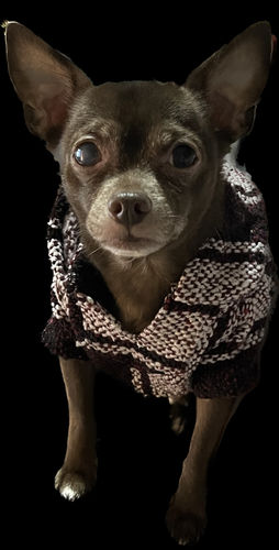 Customer photo review of Playa Poncho - Surprise Color