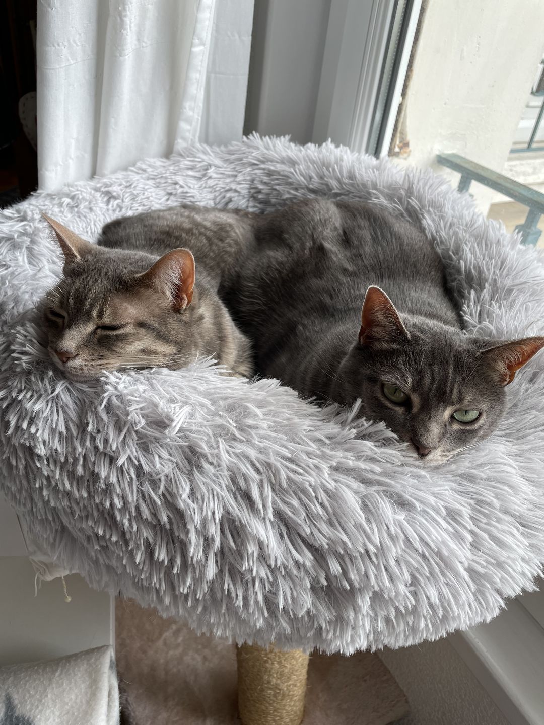 Customer photo review of Pâtées riches en bœuf & aux courgettes (chat stérilisé et chat adulte)