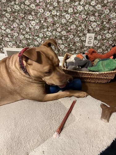 Customer photo review of Mega Monster Bully Stick