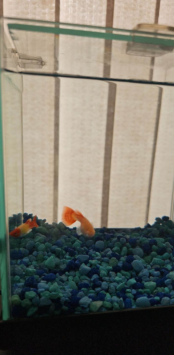 Customer photo review of Albino Full Red Big Dorsal Guppy Fish