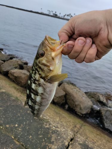 Customer photo review of Fisherman's Life® Jiggy Jigs 20g, 30g, 40g 50g (Four Color Variations)