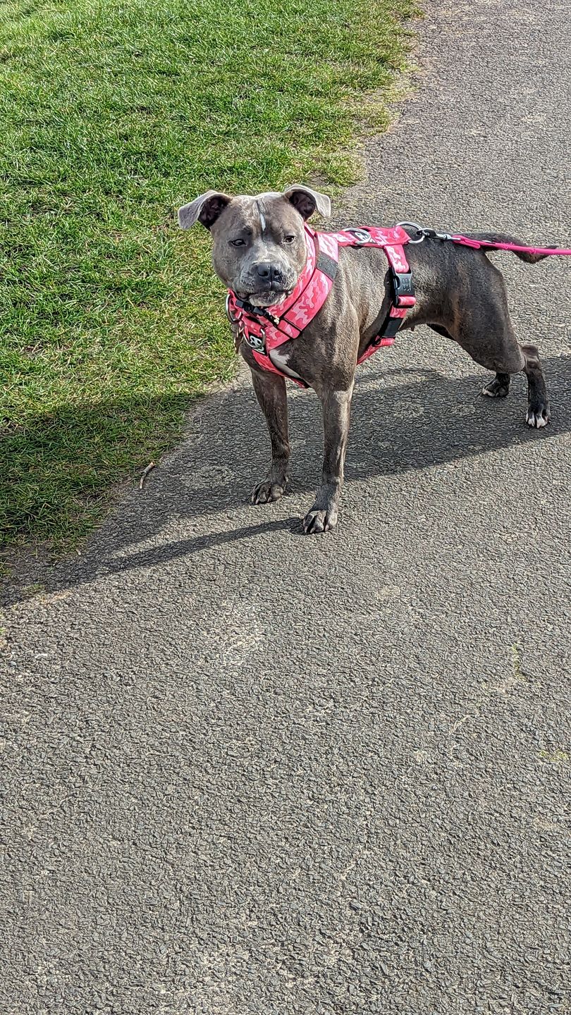 Customer photo review of 4cm Combat® Collar | With Handle & Rated Clip - Bubblegum v2.0