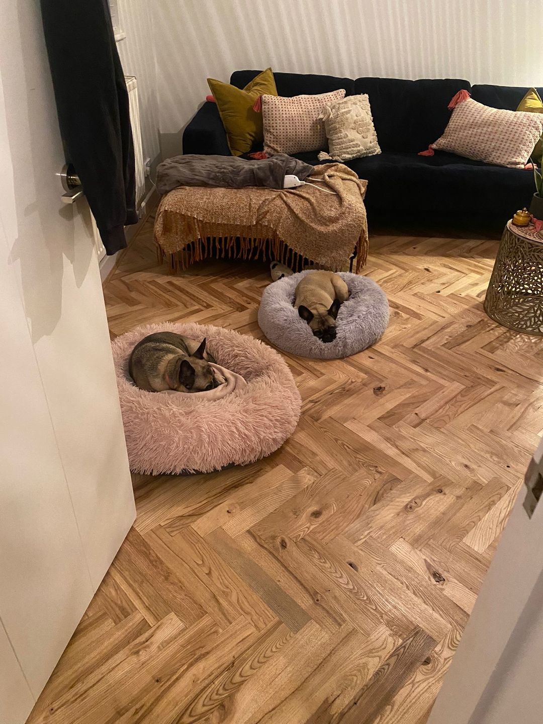 Customer photo review of Donut Dog Bed Calming Soft Comfy Anti Anxiety Plush Dog Bed