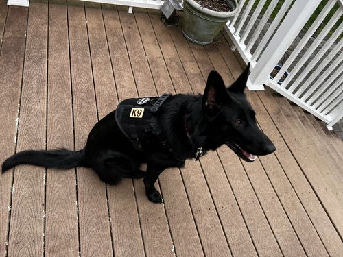 Customer photo review of Classic Heavy-Duty Tactical No-Pull Team K9™ Dog Harness With Front & Back D-Rings, Quick-Release Metal-Buckles, Hook & Loop Panels, & Top Handle