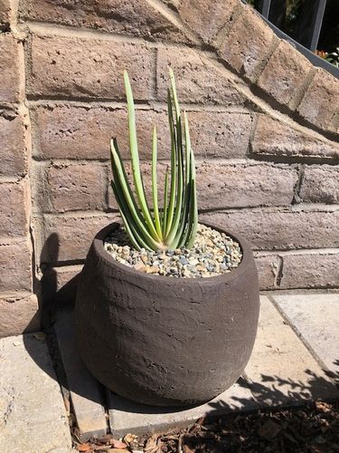 Customer photo review of Fan Aloe | Aloe plicatilis