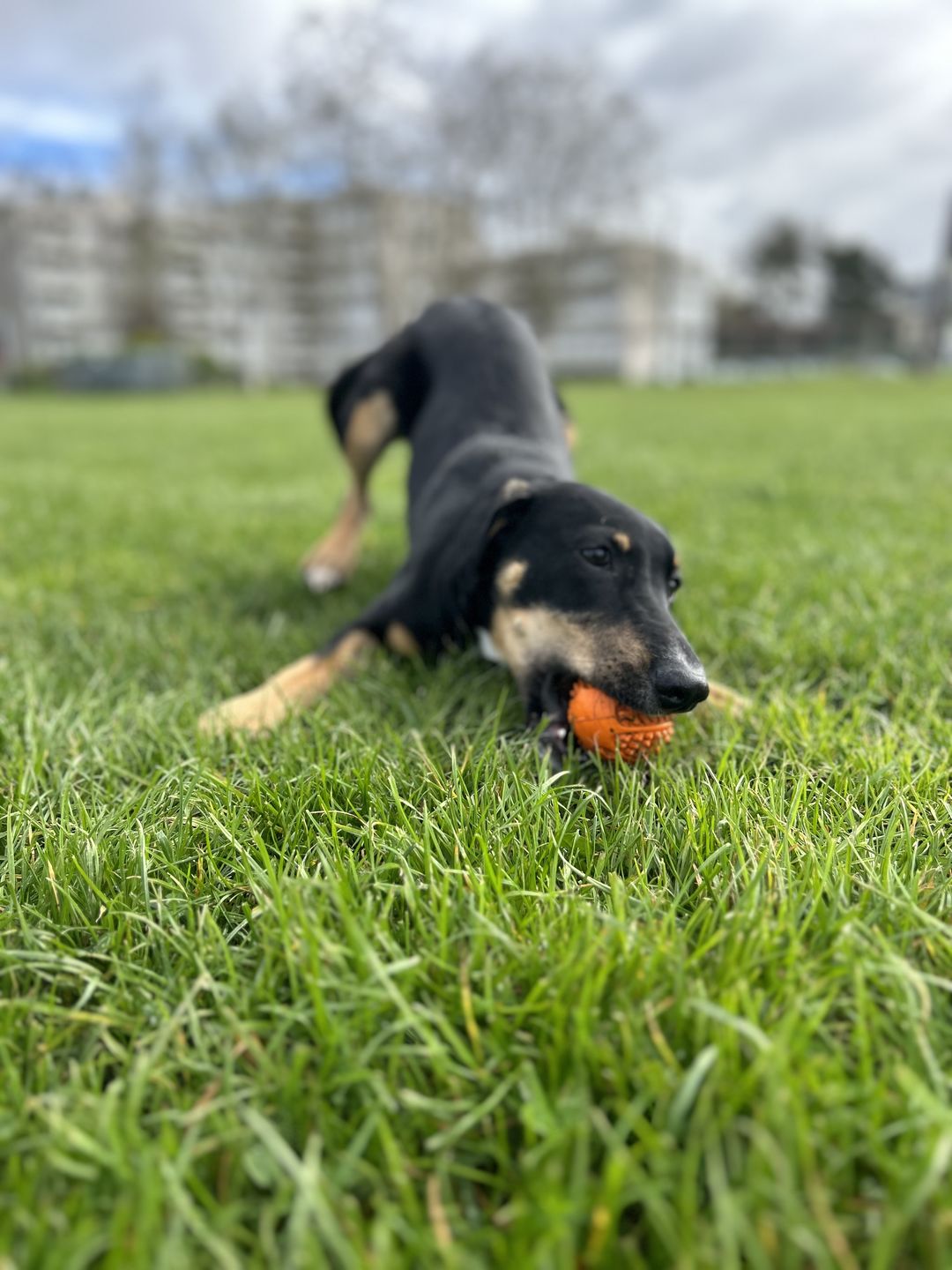 Customer photo review of Friandises riches en volaille (chien adulte)