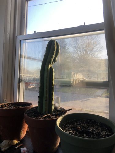 Customer photo review of Imperfect San Pedro Cactus Cuttings | Echinopsis pachanoi Cuttings