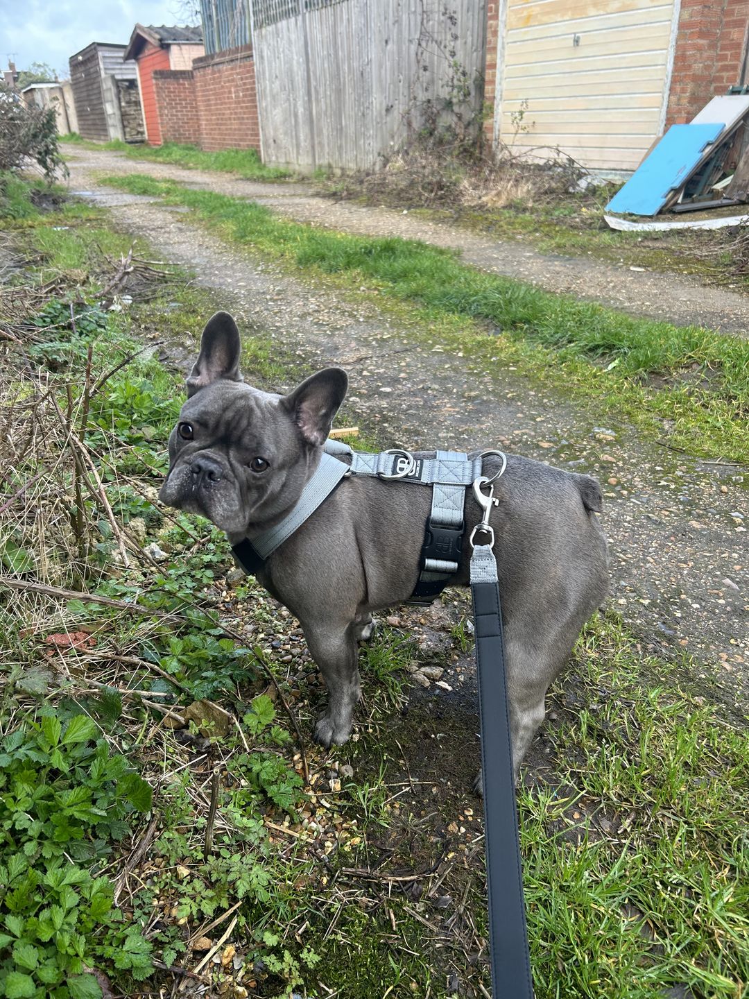 Customer photo review of TRI-Harness® | Anti-Pull, Adjustable & Durable - Dog Trainers Choice - Metal Grey v2.0