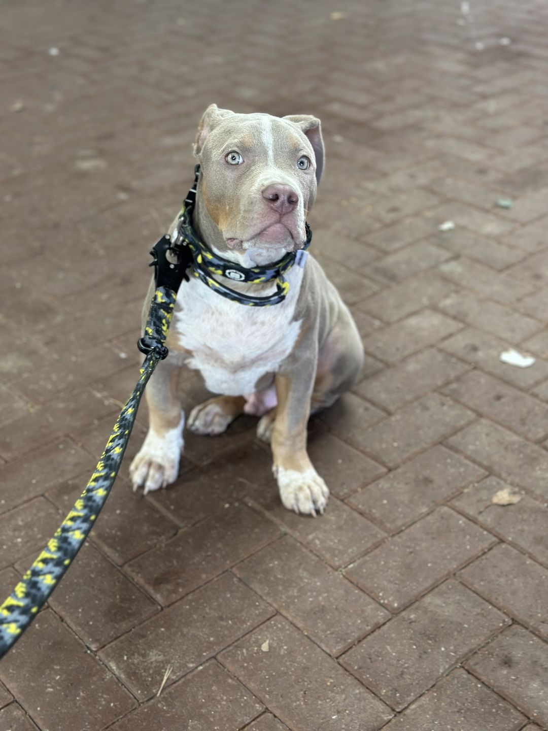 Customer photo review of 4cm Combat® Collar | With Handle & Rated Clip - Lightning v2.0