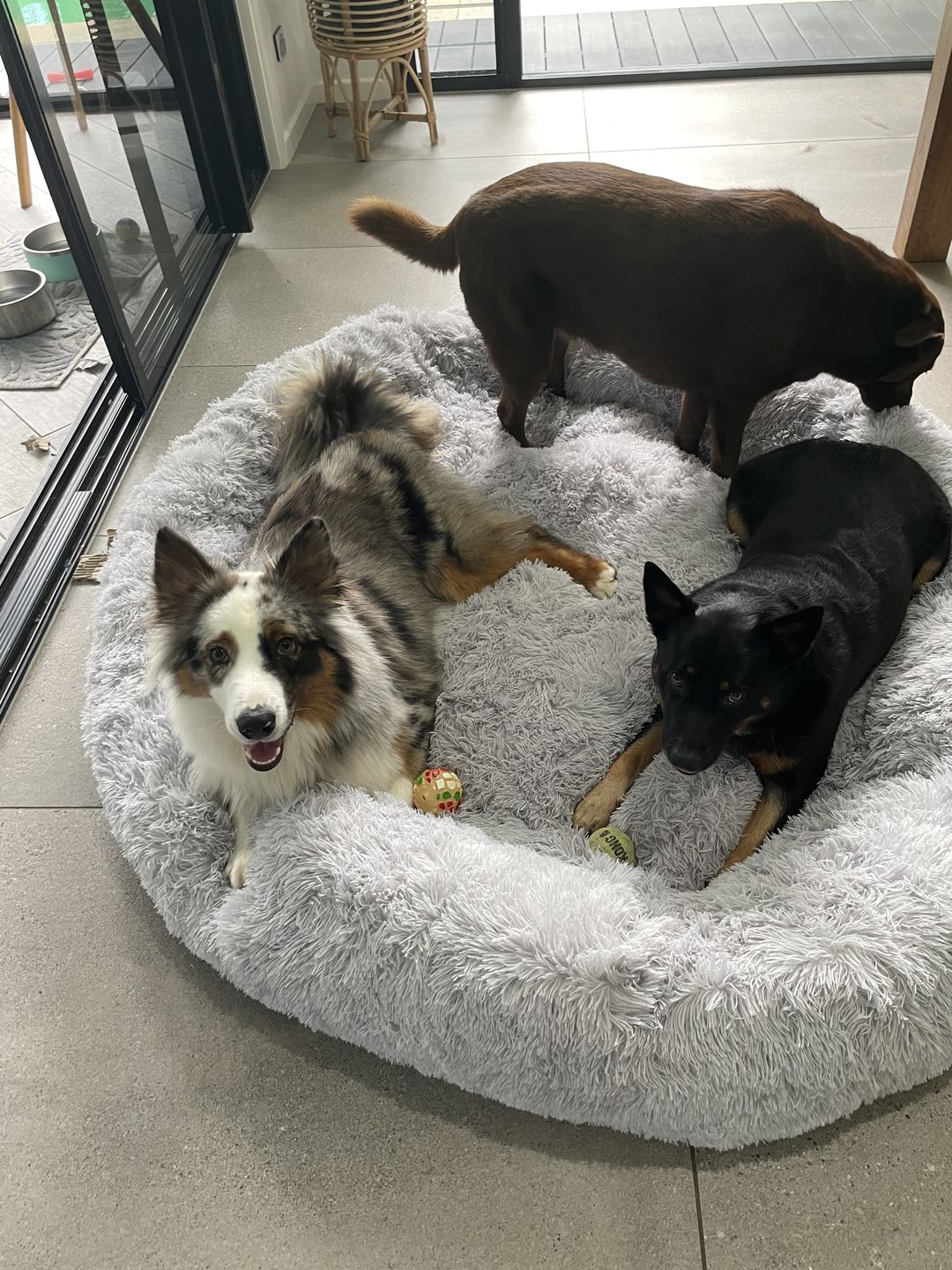 Customer photo review of The Human Size Nap Bed