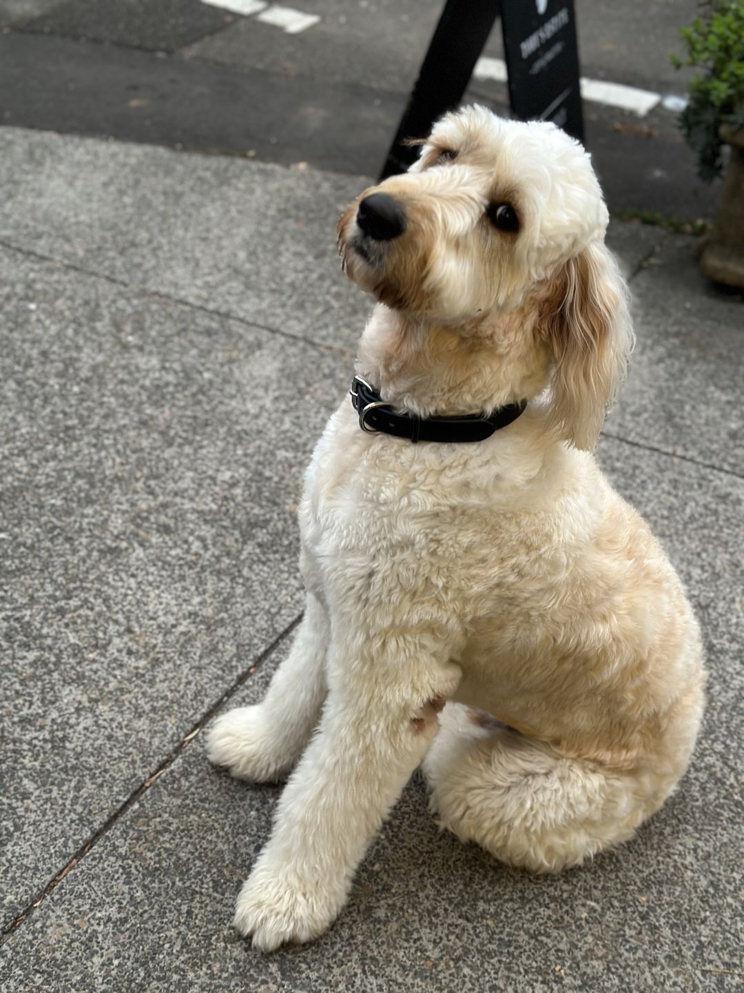 Customer photo review of Dog Collar