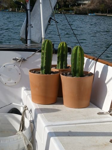 Customer photo review of Imperfect San Pedro Cactus Cuttings | Echinopsis pachanoi Cuttings