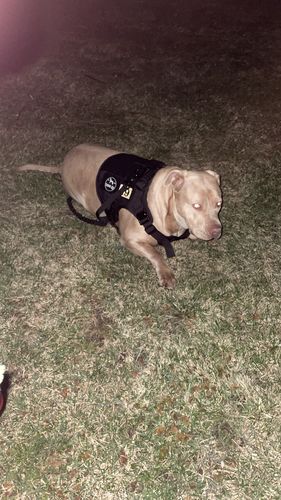 Customer photo review of Classic Heavy-Duty Tactical No-Pull Team K9™ Dog Harness With Front & Back D-Rings, Quick-Release Metal-Buckles, Hook & Loop Panels, & Top Handle