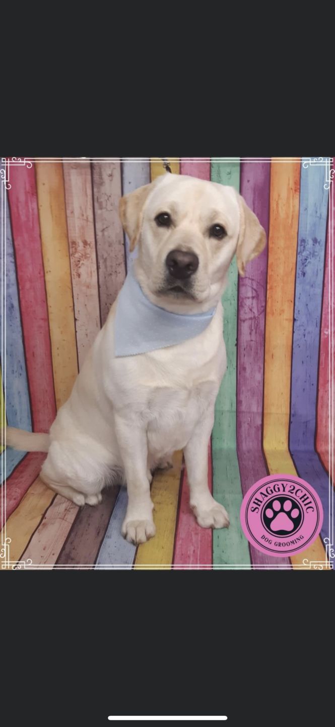 Customer photo review of Remote Training Collar System