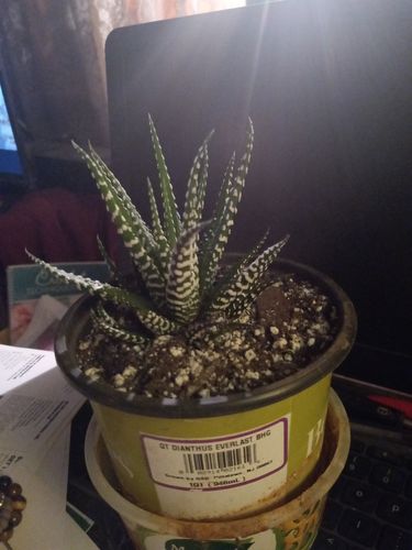 Customer photo review of Zebra Plant | Haworthia Fasciata