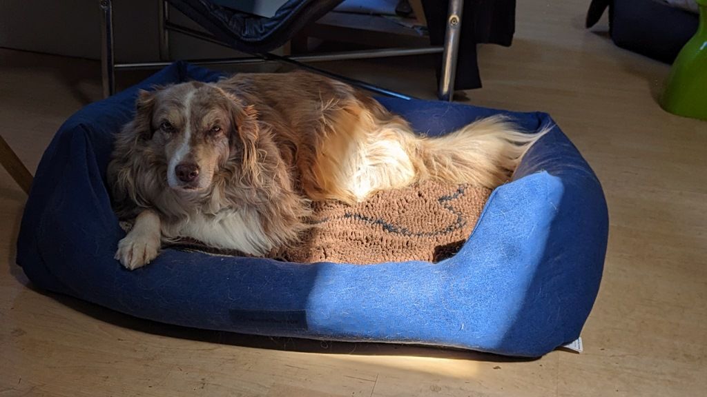 Customer photo review of Orthopädische Hunde Couch