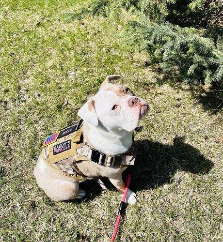 Customer photo review of Classic Heavy-Duty Tactical No-Pull Team K9™ Dog Harness With Front & Back D-Rings, Quick-Release Metal-Buckles, Hook & Loop Panels, & Top Handle