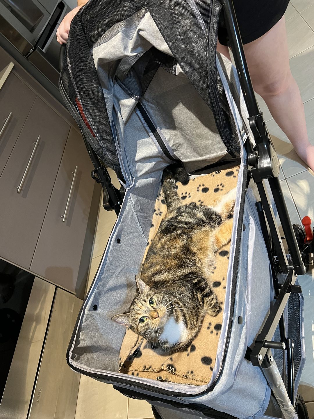 Customer photo review of PaWz Pet Dog Stroller Pram
