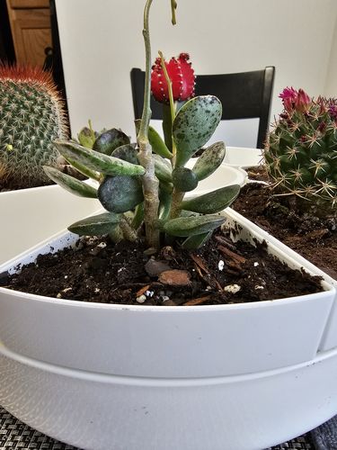 Customer photo review of Calico Hearts | Adromischus maculatus