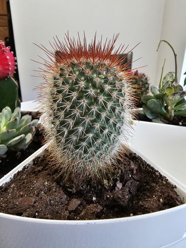 Customer photo review of Red Headed Irishmen | Mammillaria Spinosissima