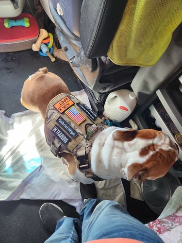 Customer photo review of Classic Heavy-Duty Tactical No-Pull Team K9™ Dog Harness With Front & Back D-Rings, Quick-Release Metal-Buckles, Hook & Loop Panels, & Top Handle