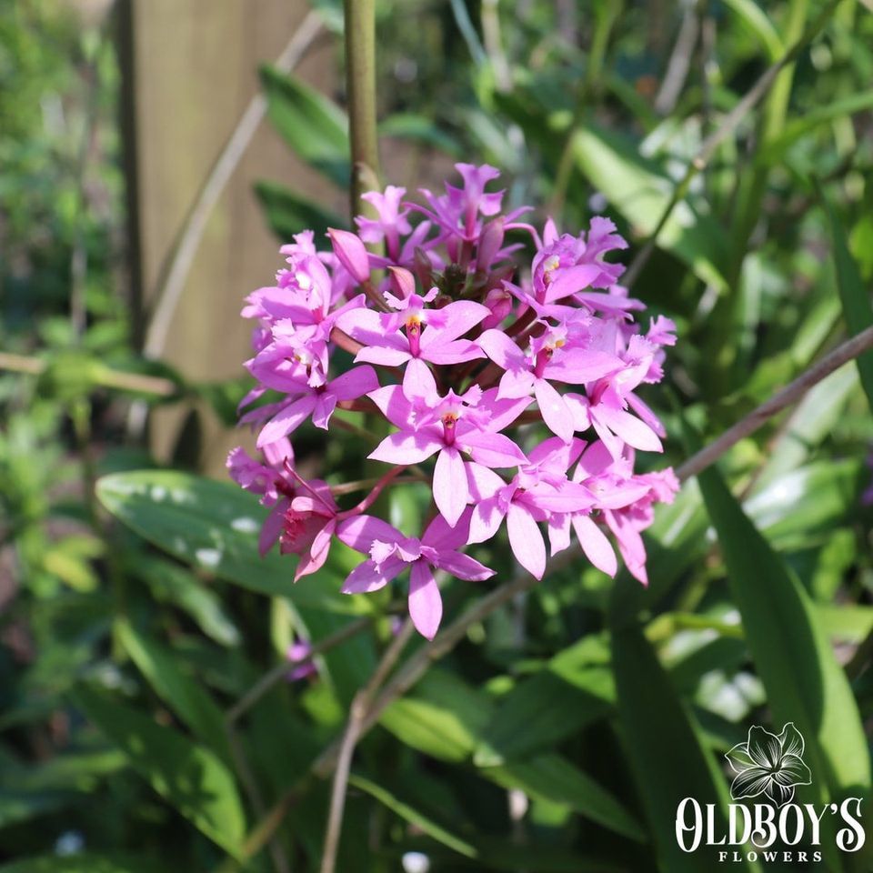 Customer photo review of Crucifix Orchid | Epidendrums