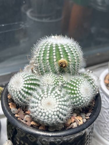 Customer photo review of Silver Ball Cactus | Notocactus Scopa