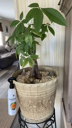 Customer photo review of Houseplant Insecticide w/ Neem