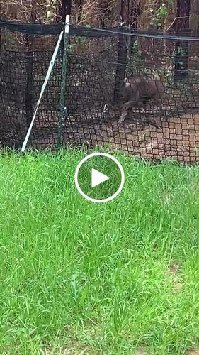 Customer video review of Pig Brig Trap System