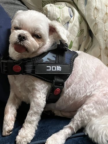 Customer photo review of Petcanva® オーダーメイド犬用ハーネス