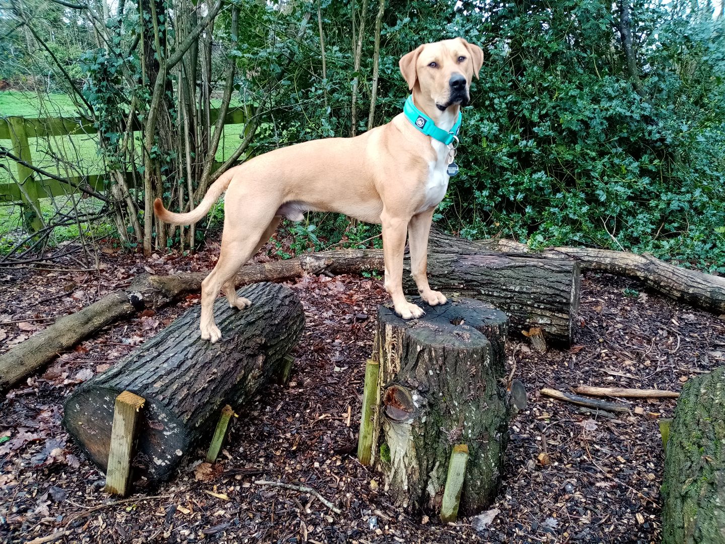 Customer photo review of 4cm RR Collar | Soft Padded & Reflective | Series 2 - Turquoise