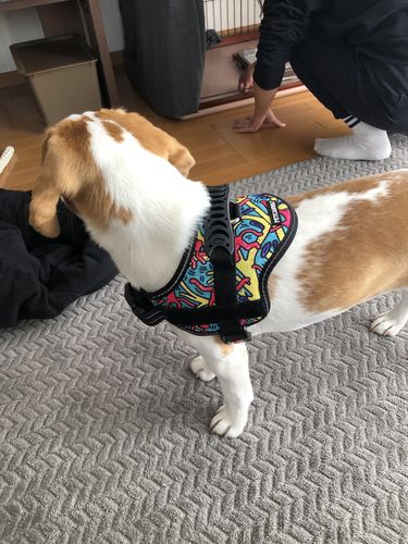 Customer photo review of Petcanva® オーダーメイド犬用ハーネス
