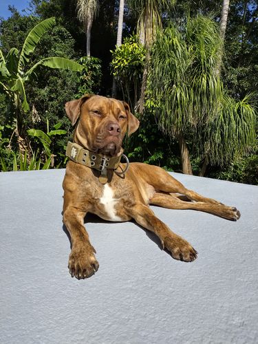 Customer photo review of SUPATUFF® Strong Dog Collar Desert Wolf (Wide Fit)