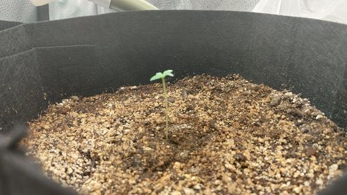 Customer photo review of Outdoor Growing Kit 10 Gallon