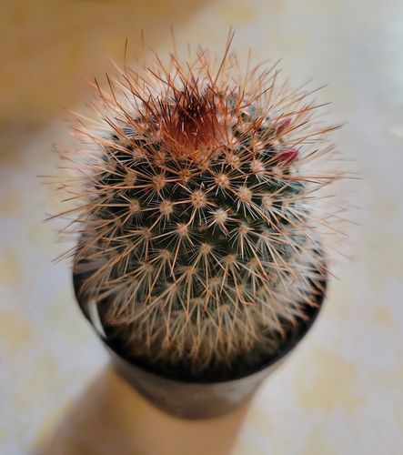 Customer photo review of Red Headed Irishmen | Mammillaria Spinosissima