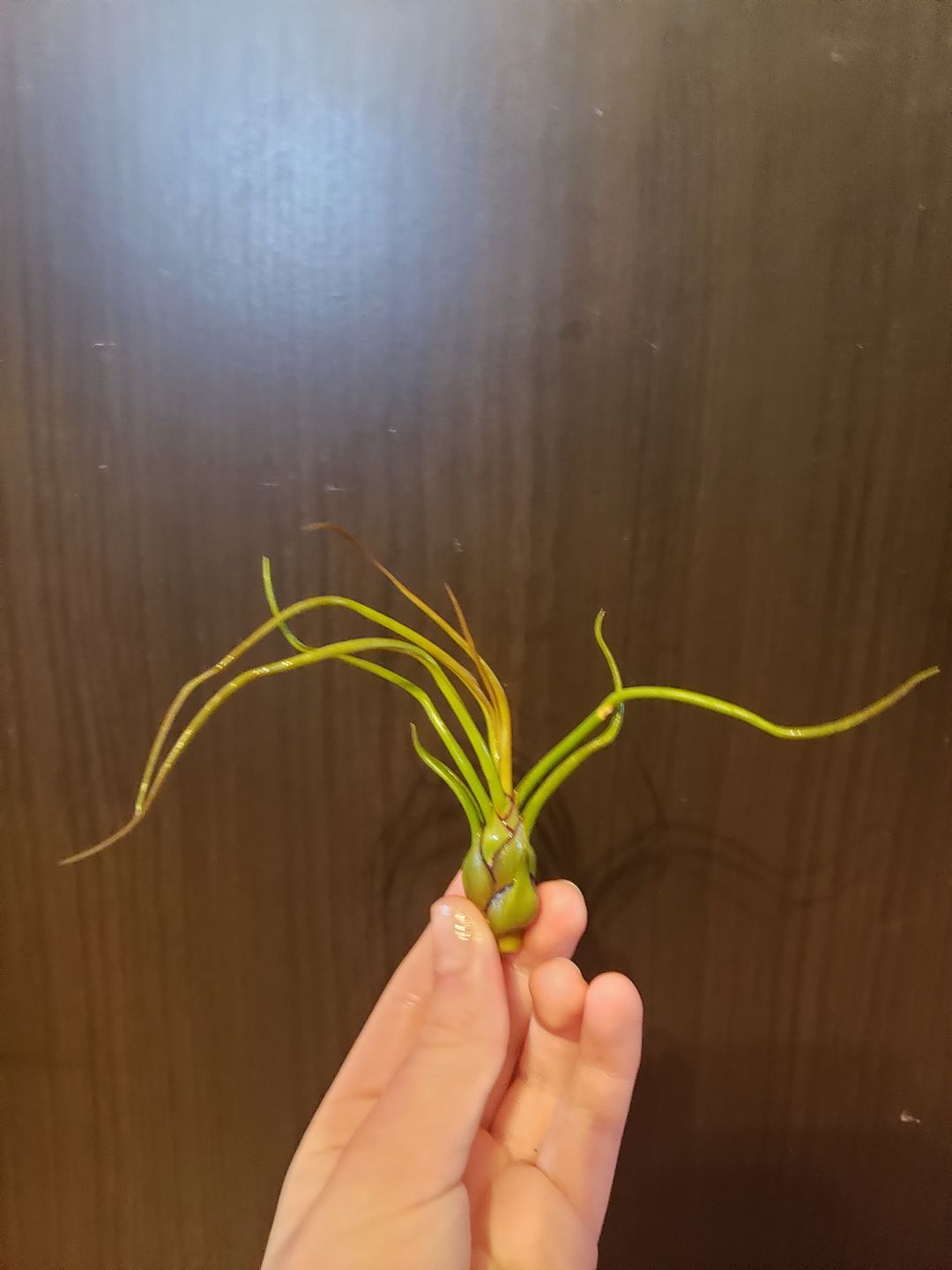 Customer photo review of Bulbosa