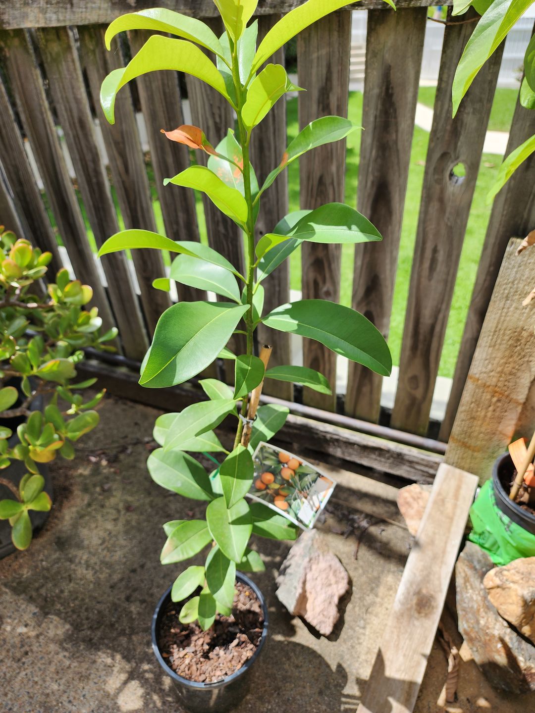 Customer photo review of Sapodilla / Chicku