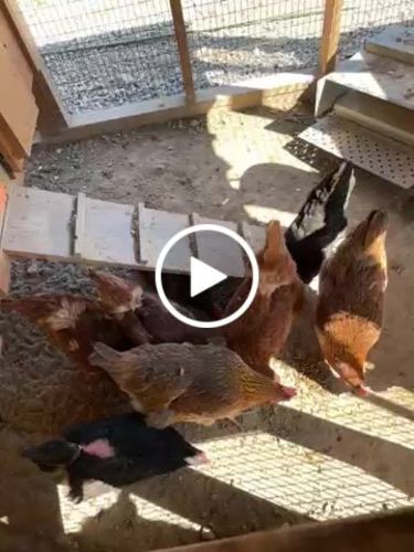 Customer video review of GrubTerra Dried Larvae