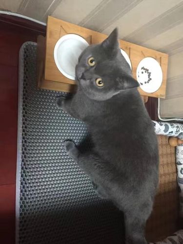 Customer photo review of Cat Litter Mat