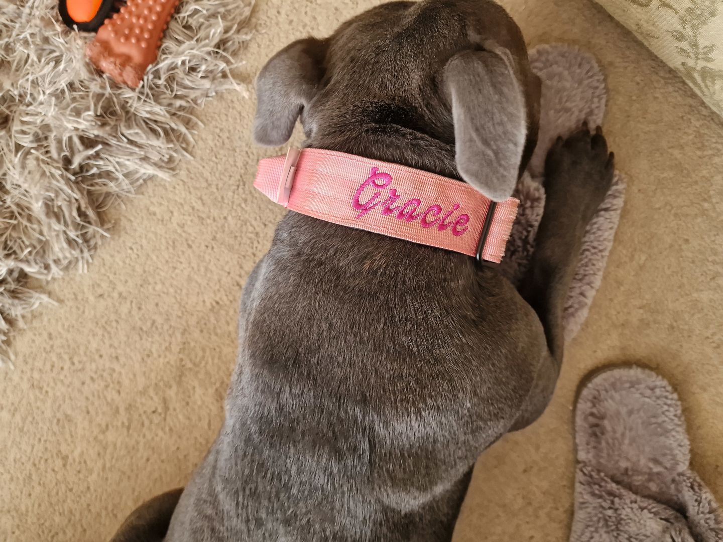 Customer photo review of 4cm Combat® Collar | With Handle & Rated Clip - Pink v2.0