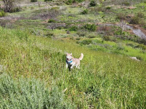 Customer photo review of Heavy-Duty Double-Handle Tactical Bungee K9 Dog Leash